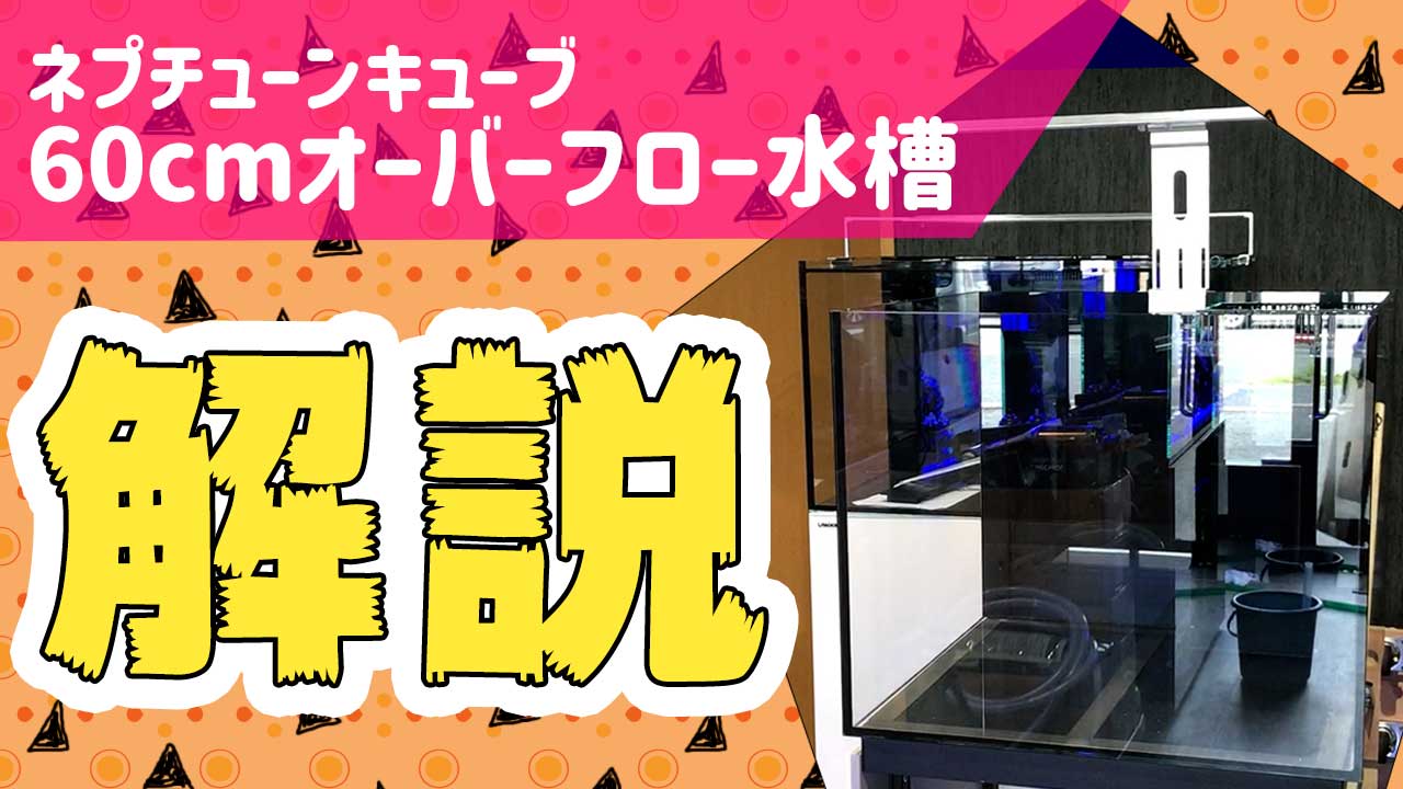 オーバーフロー水槽 ネプチューンキューブS60を徹底解説